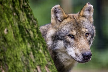 Wölfe: Jäger schießt die falsche Wölfin ab: Das sorgt jetzt für jede Menge Ärger