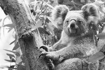 Große Trauer im Leipziger Zoo: Koala-Dame Mandie ist tot