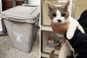 Mit Klebeband luftdicht verschlossen: Kater zum Sterben in Mülltonne zurückgelassen!