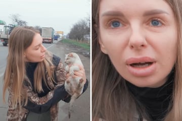 Frau findet Baby-Katze neben Schnellstraße: Beim zweiten Blick ist sie entsetzt