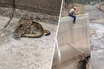 Pumas geraten in aussichtslose Situation - Wildtierbeauftragter wird zum Helden