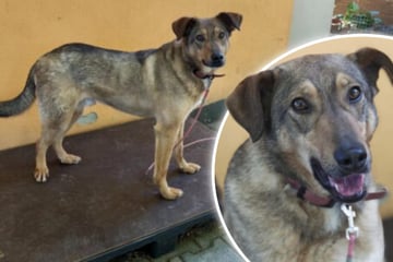 Hund Ares hat bereits einiges durchmachen müssen: Jetzt hofft er auf ein besseres Leben