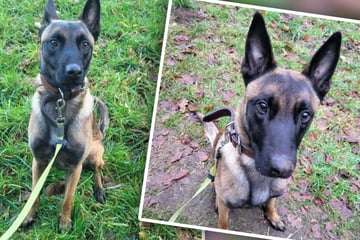 Junger Hund landet im Tierheim: Jetzt fürchtet er sich vor bärtigen Männern mit Mützen