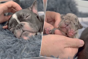 Welpe stirbt bei Not-Geburt: Besitzer lassen Hunde einfach in Klinik