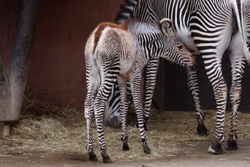 Seltenes Zebra-Fohlen in Deutschland geboren: Doch es kann nicht lange in seinem Zoo bleiben