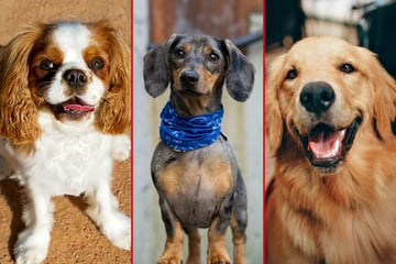 The top 10 best low-maintenance dog breeds