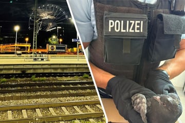 München: Polizisten entdecken verletzte Taube und handeln sofort