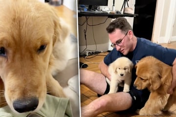 Besitzer setzen Golden Retriever neuen Welpen vor: Doch der reagiert unerwartet