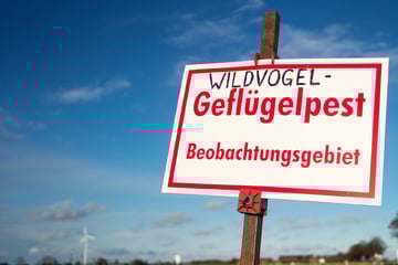 Vogelgrippe in Nordrhein-Westfalen: So viele Betriebe sind betroffen