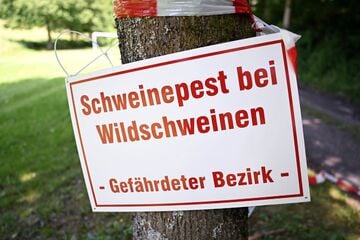 Tödlicher Tier-Virus: Ministerin verteidigt ihre Maßnahmen zur Eindämmung