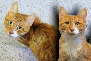 Kater wegen Krankheit abgegeben: Gibt es noch Hoffnung für Simba?