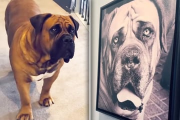 Hund sieht Foto von verstorbenem Artgenossen: Was er dann tut, bringt Frauchen zum Weinen