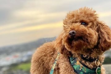 Dog lovers unite to find missing poodle in New Zealand