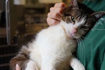 Tamo sucht verzweifelt nach Nähe: Wer gibt dem verschmusten Kater eine Chance?