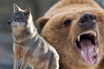 Raubtiere auf dem Vormarsch: 19 Wölfe und drei Bären in Tirol unterwegs