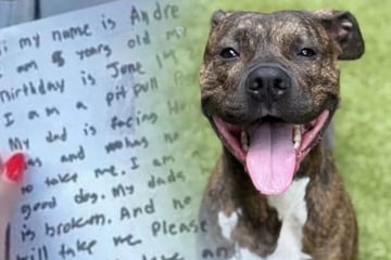 Pitbull wird in Schneesturm ausgesetzt: Was auf dem Zettel an seinem Halsband steht, zerreißt jedem das Herz!