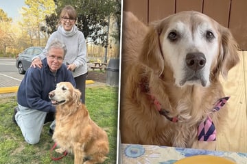 Paar schafft alten Golden Retriever an: Was er fortan tut, lässt so viele Lachtränen fließen