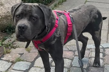 Er muss noch lernen, wie man sich richtig verhält: Wer gibt Hund Ares eine Chance?