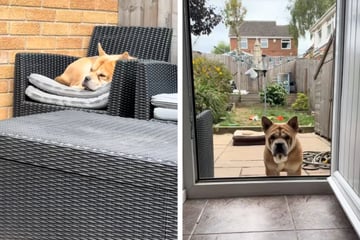 Hund findet endlich neues Zuhause: Doch es gibt ein Hindernis