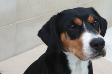 Wie kann man nur? Teddy wurde schon zweimal das kleine Hunde-Herz gebrochen