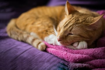 Where should cats sleep at night? The best places for a catnap