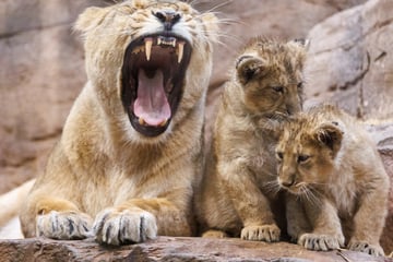 Löwenbaby nach wenigen Tagen verschwunden: Zoo hat schockierenden Verdacht
