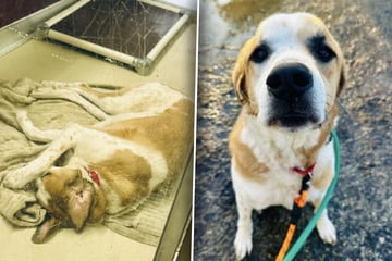 Hund ist neu im Tierheim: Was er tut, als Licht gedimmt wird, bricht Pflegern das Herz