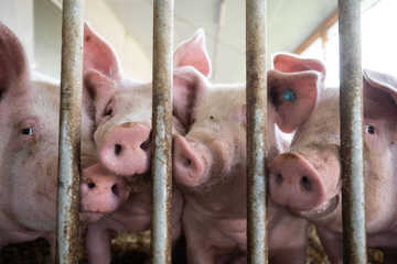 Schweinehalter bangen um ihre Existenz: Das sind die Gründe