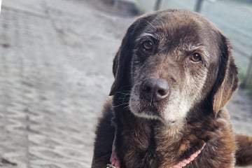 Sie lebte in einem Zwinger: Hundedame Enna sucht ein Für-Immer-Zuhause!