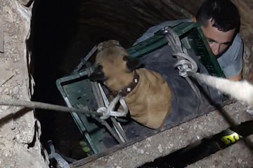 Gassi-Schock! Hund stürzt in sechs Meter tiefen Kellerschacht