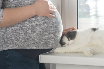 Können Katzen eine Schwangerschaft beim Menschen spüren?