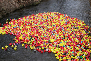 29. Entenrennen in Erfurt: So viele Enten gingen an den Start