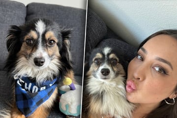 Frau sucht Hund seit Monaten: Als sie sieht, wer Posting geteilt hat, ist sie geschockt