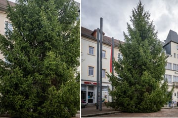 Wer hat den Größten? Startschuss für Weihnachtsbaum-Contest