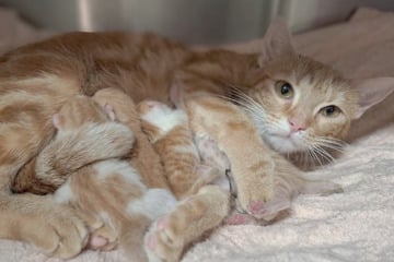 Nur Stunden nach Vierfach-Geburt: Katzenbabys und Mama an Tierheim abgedrückt