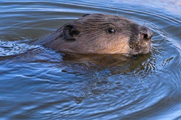 Biber-Angriff auf Schwimmer in Waldsee: Gemeinde will Tier loswerden, Landratsamt sagt Nein