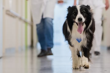 Therapiehund Lewis-Oskar: Der süßeste Mitarbeiter des Berliner Sana Klinikums