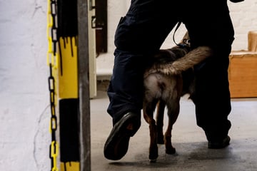 Berlin: Sondereinsatz für Kommissar Spürnase: Hunde sollen verbotene Handys im Knast aufspüren