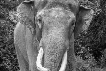 Berliner Zoo nimmt Abschied von Rüsseltier: "Mit Abstand schwerstes Tier im Zoo"