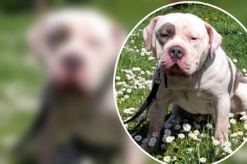 Im Tierheim total überfordert: "Sensibelchen" Donut sehnt sich nach ruhigem Zuhause