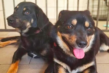 Hugo jault herzzerreißend, wenn Kumpel Jake weg ist: Wer schenkt ungleichem Hunde-Duo ein Zuhause?