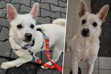 Welpe sucht aktive Menschen: Wer hat ein Herz für "Wirbelwind" Bianco?