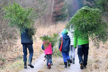 Chemnitz: Hier können Chemnitzer ihr Weihnachtsbäumchen selbst fällen