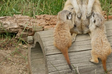 Zoo Hoyerswerda: Neue Erdmännchen könnten auch Weibchen sein