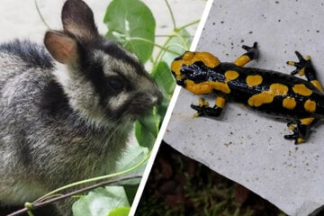 Zoo jubelt: Erstes Sumatra-Streifenkaninchen von Menschen aufgezogen, Feuersalamander in Gefahr