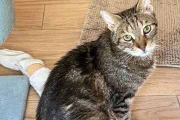 Erst verlor er sein Zuhause, dann kam die üble Diagnose: Wer hilft Europäisch Kurzhaar-Kater Puma?