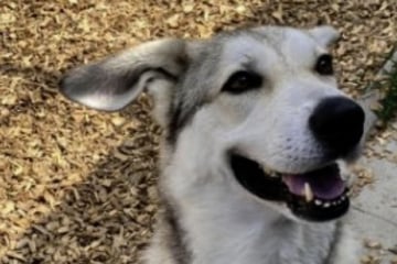Grausam! Hund Dobby sollte in Sack ertränkt werden