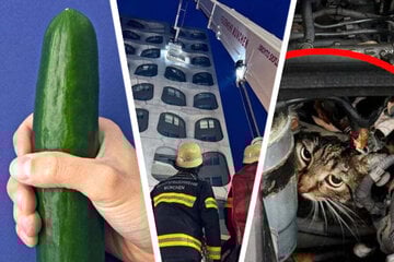 Nacktyoga, Gurke, Katze im Paket: Bayerns skurrile Rettungseinsätze 2025