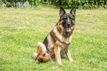 Polizei sucht Ausreißer-Hund: Vor Herrchens Wohnungstür folgt die Überraschung
