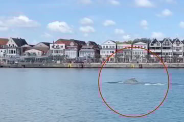 Sieben-Meter-Wal in der Ostsee gesichtet
